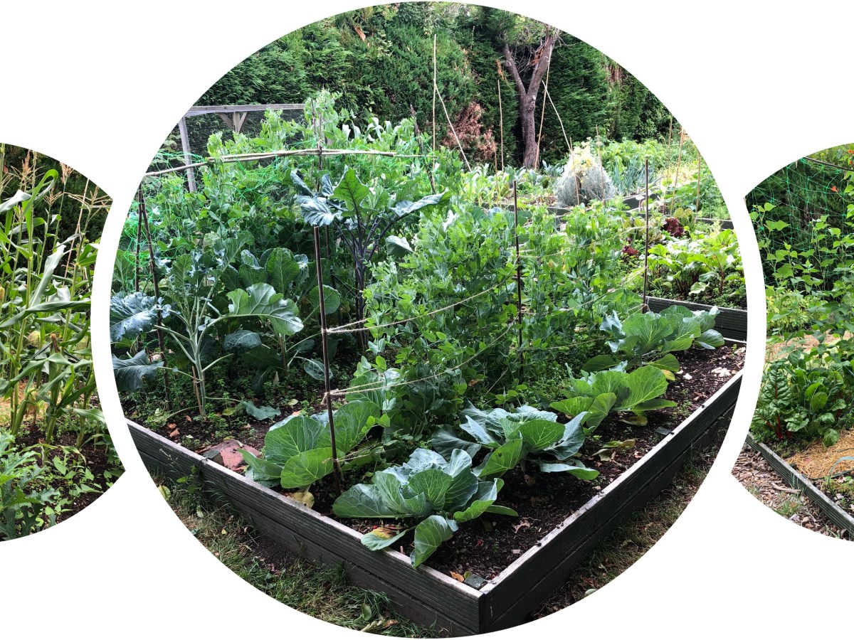 Compost Diary – the evolution of a hot compost&nbsp;pile